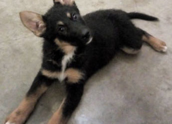 What Puppies Have To Do With Marketing…