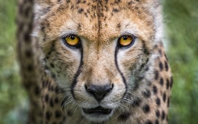 Tons Of Free Tools To Help You Do More & Faster