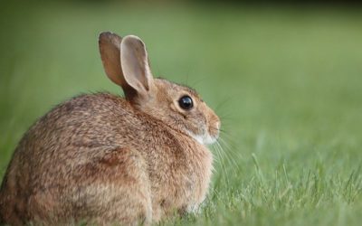 The (Almost) Easter Bunny Time Bonanza