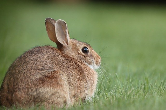 The (Almost) Easter Bunny Time Bonanza